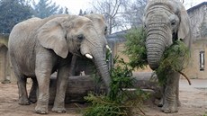 Sloni Saly, Umbu a Kito si v dvorské zoo pochutnali na vánoních smrcích. Pak...