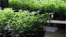 Specializované obchody se na stedení zahájení prodeje marihuany dkladn