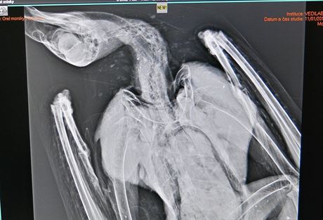Veteriná udlal i rentgenový snímek orla. Podle nj byl dravec nezranný a ve...