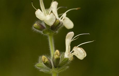 alvj rakouská (Salvia austriaca) roste bn v Rakousku, Maarsku a na...