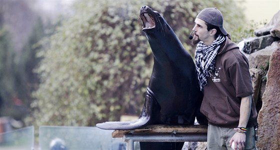 Cviení lachtana Moritze patí v ústecké zoo k nejatraktivnjím bodm programu.