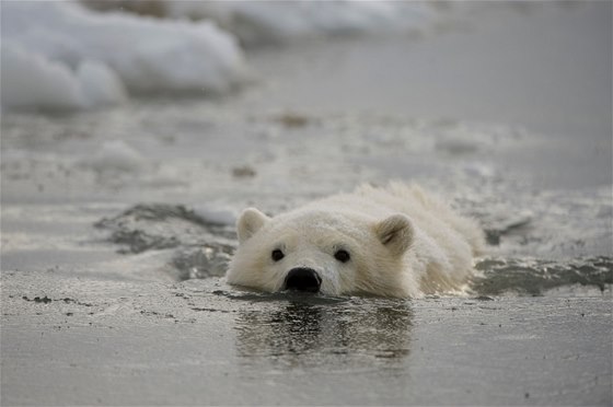 Plavání v zimní vod penechejte pro zaátek ledním medvdm a otuilcm, kteí