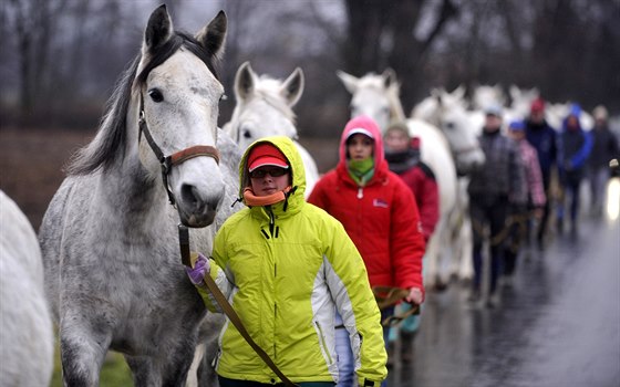 Oetovatelé evakuovali piblin 220 koní.