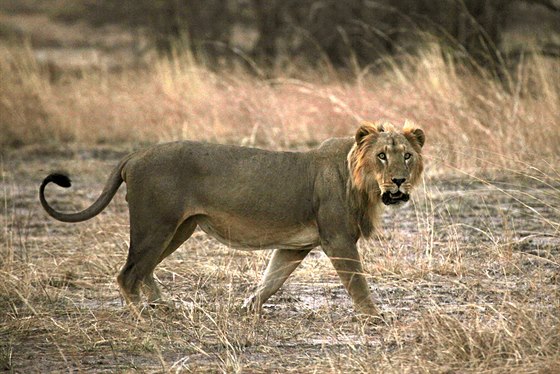 Lví samec v Národním parku Pendjari v západoafrickém Beninu.