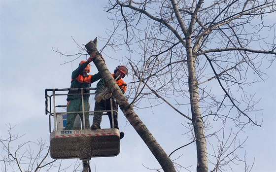Takto se kácely kvli patnému stavu topoly v hradecké ulici Zámostí. Plán kácet dalí stromy ve mst vyvolává negativní ohlasy (9. ledna 2014).
