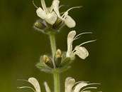 alvj rakousk (Salvia austriaca) roste bn v Rakousku, Maarsku a na...