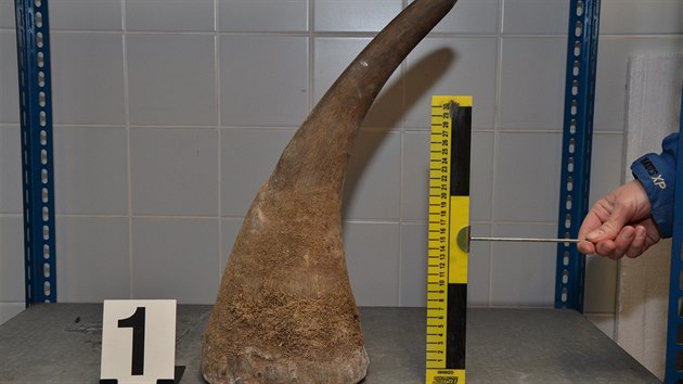 Celnci na letit  v Ruzyni zabrnili v prosinci 2013 neleglnmu vvozu necelch sedmi kilogram nosoroch roh