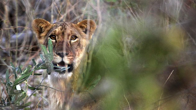 Asi destimsn lev vykukuje z bue v rezervaci Yankari Game v zpadoafrick Nigrii.