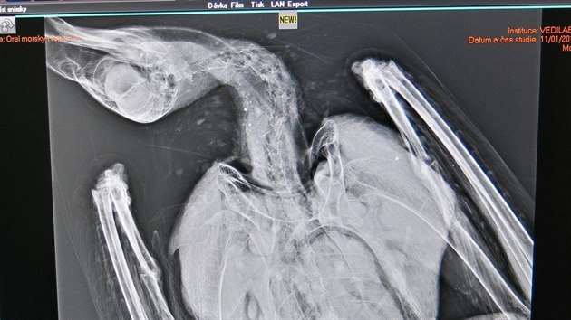 Veterin udlal i rentgenov snmek orla. Podle nj byl dravec nezrann a ve vborn kondici.