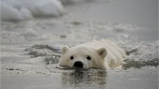 Plavání v zimní vodě přenechejte pro začátek ledním medvědům a otužilcům, kteří Plavání v zimní vodě přenechejte pro začátek ledním medvědům a otužilcům, kteří
