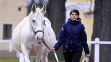 Oetovatelé evakuovali piblin 220 koní.