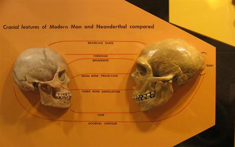 Srovnání lebky lovka druhu Homo sapiens a neandrtálce (vpravo). Vyniknou...