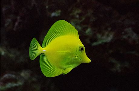 Jeden z obyvatel akvárií liberecké botanické zahrady.