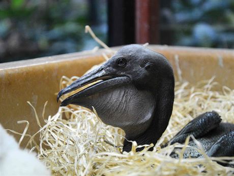 Odchov mlat pelikn v dvorsk zoo