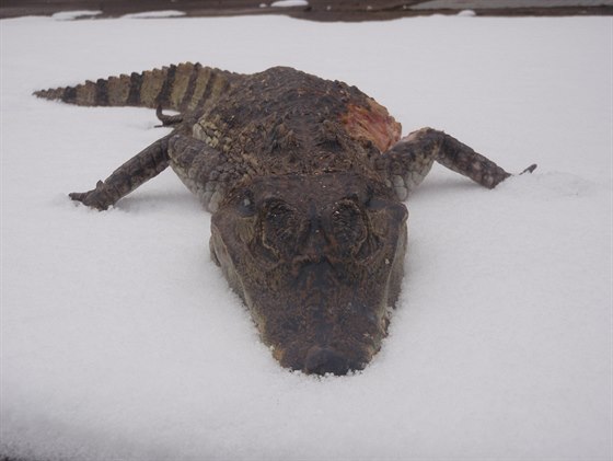 Stráníci v Praze nali mrtvého krokodýla. Byl dlouhý skoro metr.