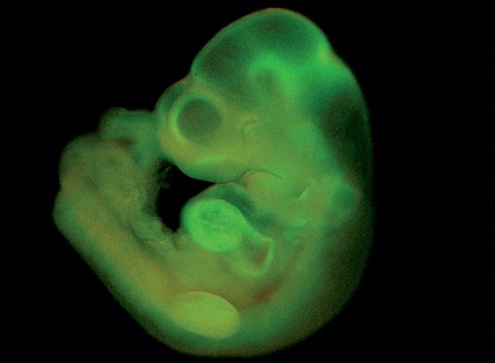 Myí embryo údajn vytvoené z bunk "vystresovaných" k omlazení kyselou koupelí