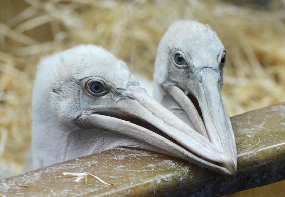 Deset mláat pelikán opatrují oetovatelé, jedenáct zstalo na hnízd u rodi.