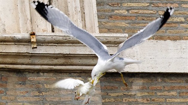Pape vypustil holubice mru, k zemi je poslali racek a vrna edivka (26. ledna)