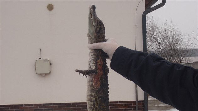 Mrtv devadesticentimetrov krokodl, kterho nali v Praze.