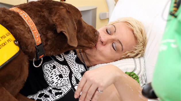 Lence Kotalov i dalm pacientm rehabilitanho oddlen Vtkovick nemocnice pomh ps terapeut Casper. Soust lby jsou i ps polibky.