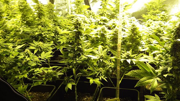 Celnci a policist zabavili obchodnkm s drogami a anaboliky koncem minulho roku mimo jin 2,5 kilogram marihuany a 131 kus vzrostlch rostlin konop.