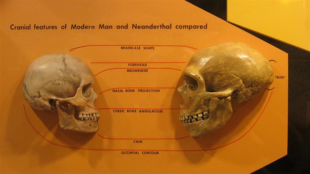 Srovnn lebky lovka druhu Homo sapiens a neandrtlce (vpravo). Vyniknou zkladn anatomick rozdly, kter ovem podle genetickch poznatk rozhodn neznamenaly, e by se oba druhy nemohly kit.
