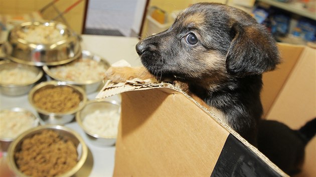 est odloench tat nalezl pejska u Kamennho rybnku v Plzni-Bolevci. Jedno u novho majitele nalo, pt dalch je v psm tulku.