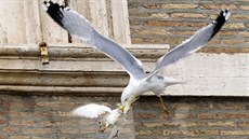 Pape vypustil holubice míru, k zemi je poslali racek a vrána edivka (26....