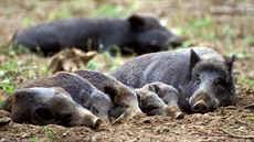 Na jaře lze kvůli teplé zimě očekávat populační explozi divočáků. Na jaře lze kvůli teplé zimě očekávat populační explozi divočáků.