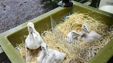 Deset mláat pelikán opatrují oetovatelé, jedenáct zstalo na hnízd u rodi.