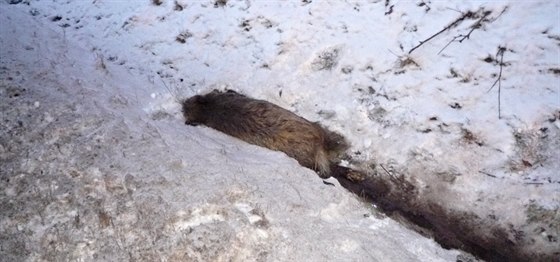 Na Liberecku vjelo auto do divoák. Zvíata pola v píkop (30. ledna)