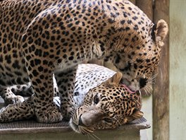 Hrátky levhart cejlonských v jihlavské zoo.