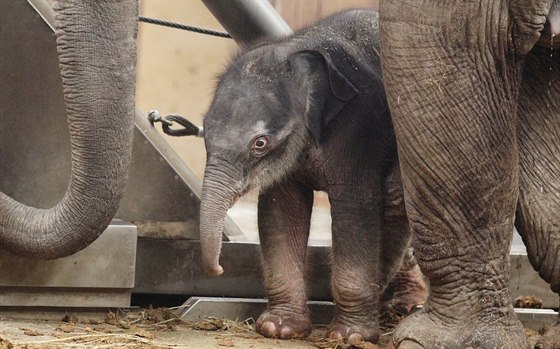 Sln narozené v ostravské zoologické zahrad se teprve rozkoukává. (4. února...