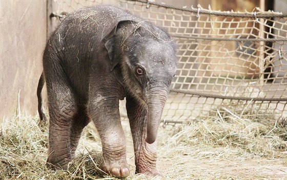 Sloní holika z ostravské zoologické zahrady zaala pít alespo mlénou...