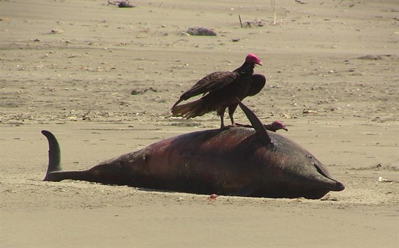 Mrtvý delfín na plái v regionu Lambayeque (Peru,  4. února 2014).