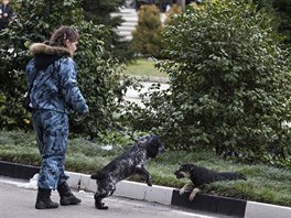 ady v Soi e, jak z ulic odklidit stovky toulavch ps (1. nora 2014)