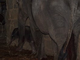 Slonice s mldtem nedlouho po porodu. (4. nora 2014)