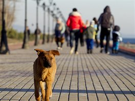 PES OLYMIONIK. Pobení promenáda v Soi je oblíbená nejen u obyvatele...