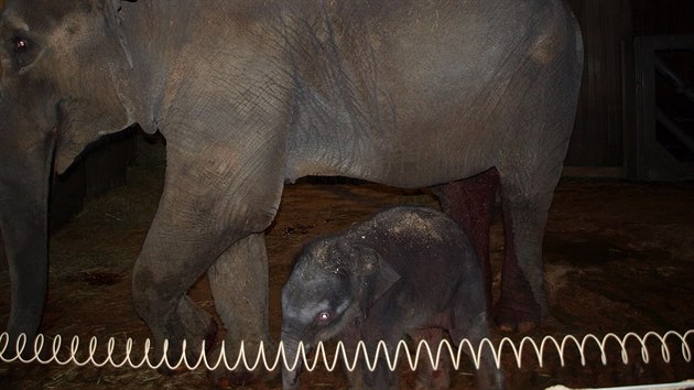 Slonice Vishesh s novorozenm slntem