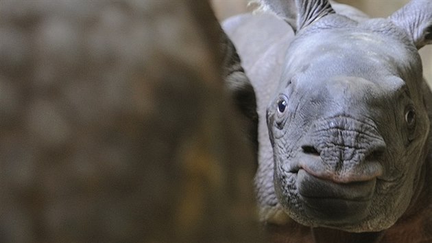 Mld nosoroce, kter se narodilo v plzesk zoo, je pravdpodobn holika.