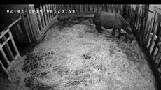 Mládě nosorožce indického na snímku z webové kamery pět hodin po porodu (2.... Mládě nosorožce indického na snímku z webové kamery pět hodin po porodu (2....