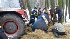 Na pomoc se zvedáním pivolala majitelka farmy i traktor, který pomáhal pi