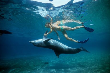 Delfín a lovk pohromad (ilustraní foto)