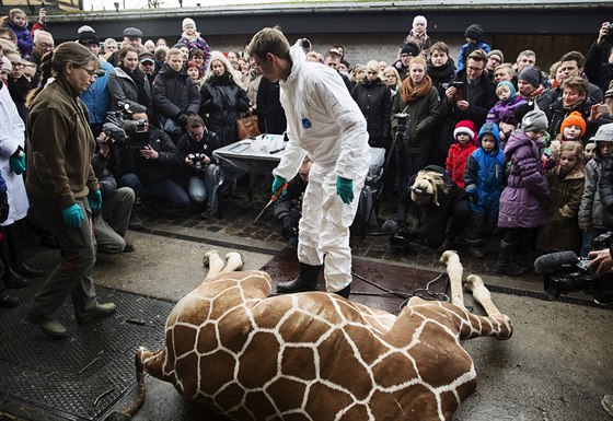 Zoo v Kodani nechala utratit mlád irafy, vedení zahrady rozhodlo, e...