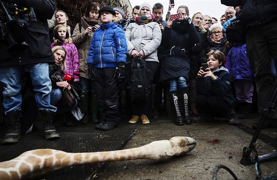 Na poráku irafy pozvali pedstavitelé kodaské zoo dti. Dostalo se jim...