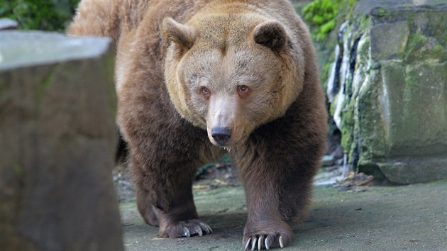 Turisté mohou v píkopu krumlovského zámku obdivovat ti medvdy, kteí se...