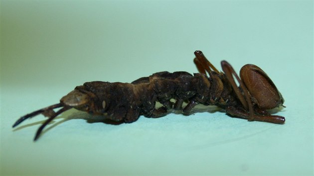Larva hranostajnka bukovho (Stauropus fagi)