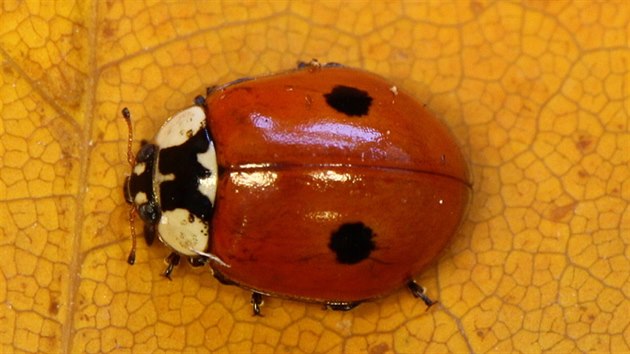 Slunko dvouten (Coccinella bipunctata)