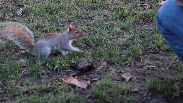Karolinsk veverky v Britnii postupn utlauj pvodn veverku obecnou.
