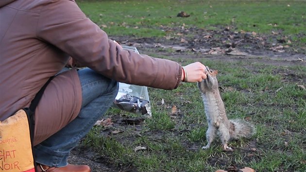 Popelav veverky se v londnskm Hyde parku nechaj krmit z ruky.